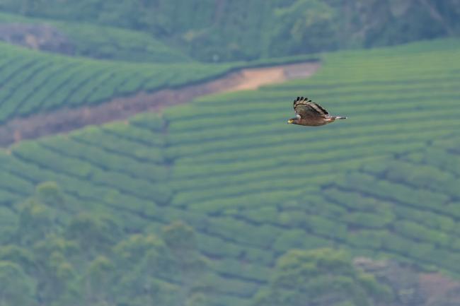 Crested Serpent-eagle (Spilornis cheela). Idukki, India. February 2025