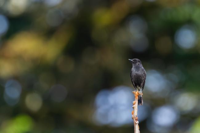 Pied Bushchat (Saxicola caprata). Idukki, India. February 2025