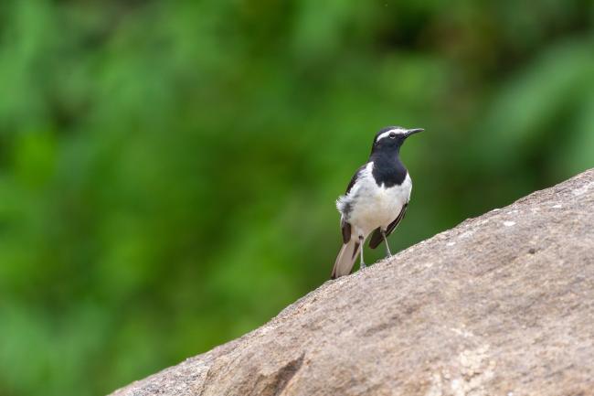 White-browed Wagtail (Motacilla maderaspatensis). Idukki, India. February 2025