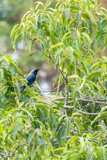 Asian Fairy Bluebird (Irena puella). Idukki, India. March 2025