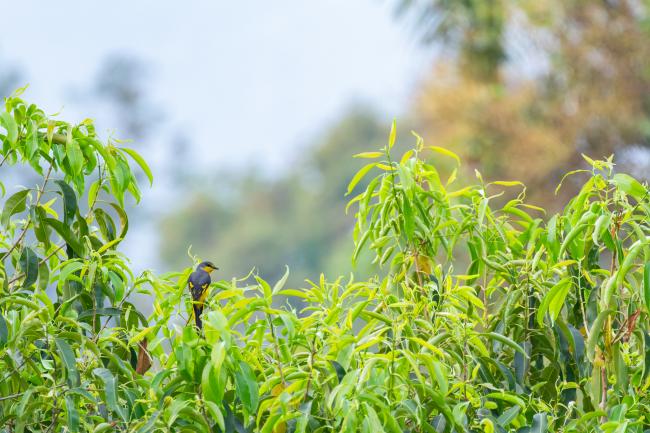 Orange Minivet (Pericrocotus flammeus). Idukki, India. March 2025