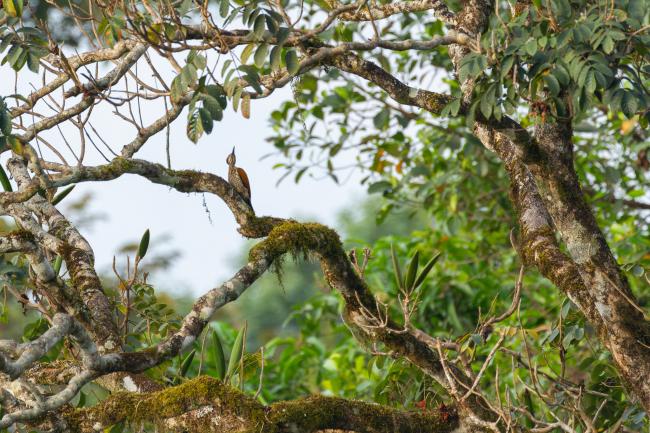 Malabar Flameback (Chrysocolaptes socialis). Idukki, India. March 2025