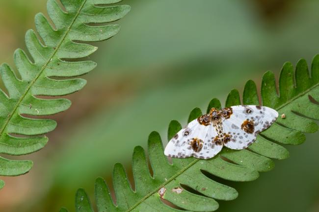 Magpie Moth (Abraxas sp.). Idukki, India. March 2025