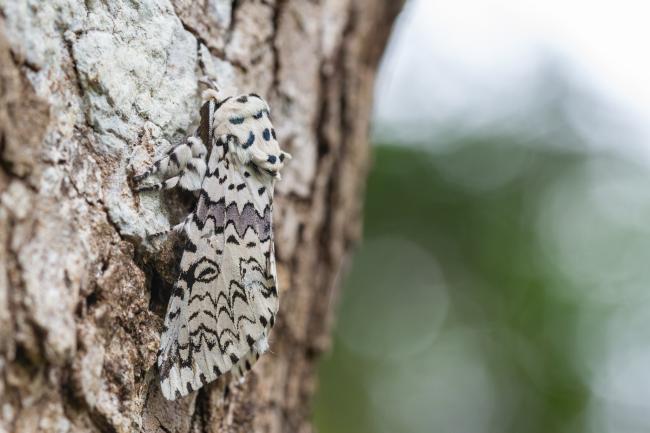 Prominent Moth (Kamalia kandyia). Idukki, India. March 2025
