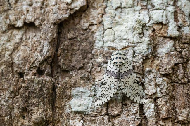 Prominent Moth (Kamalia kandyia). Idukki, India. March 2025