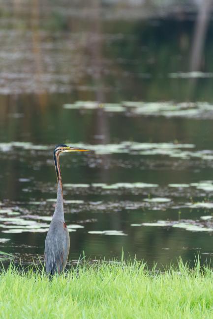 Purple Heron (Ardea purpurea). Ernakulam, India. March 2025