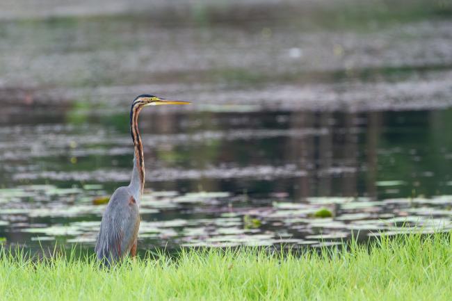 Purple Heron (Ardea purpurea). Ernakulam, India. March 2025