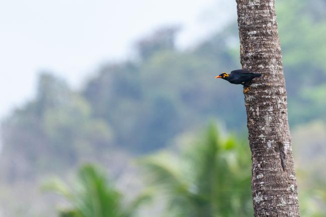 Southern Hill Myna (Gracula indica). Ernakulam, India. March 2025