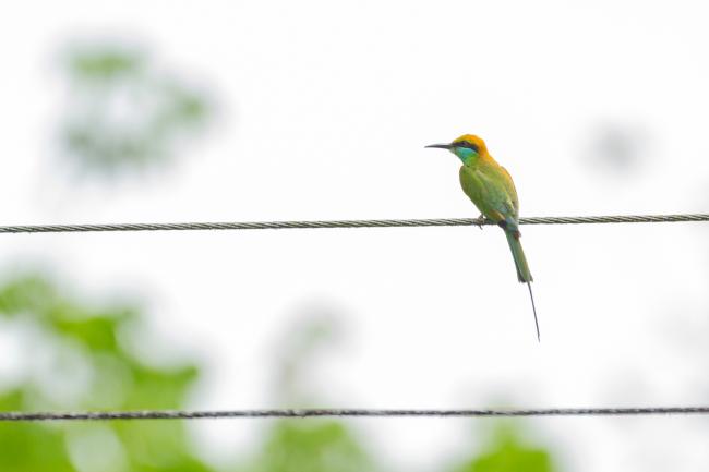Green Bee-eater (Merops orientalis). Ernakulam, India. March 2025