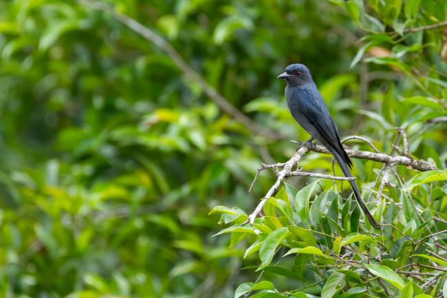 Ashy Drongo (Dicrurus leucophaeus). Ernakulam, India. March 2025