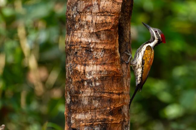 Black-rumped Flameback (Dinopium benghalense). Ernakulam, India. March 2025