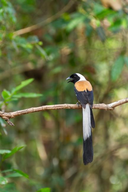 White-bellied Treepie (Dendrocitta leucogastra). Ernakulam, India. March 2025