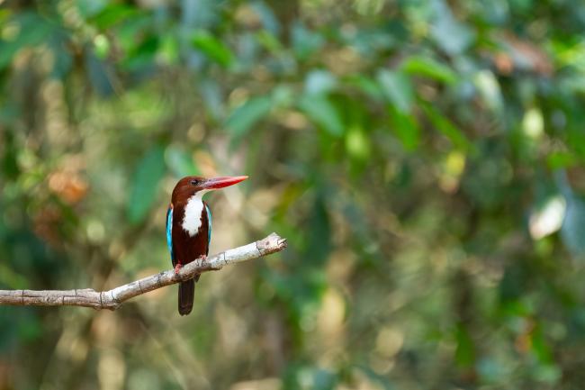 White-throated Kingfisher (Halcyon smyrnensis). Ernakulam, India. March 2025