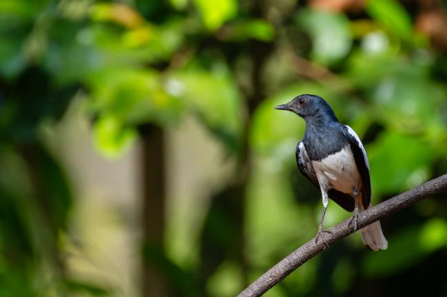 Oriental Magpie-robin (Copsychus saularis). Ernakulam, India. March 2025