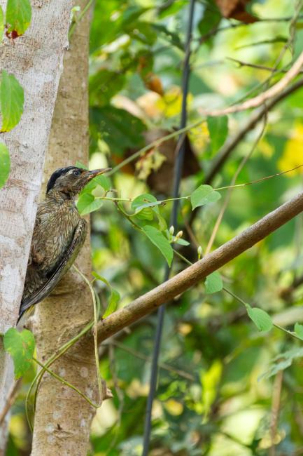 Streak-throated Woodpecker (Picus xanthopygaeus). Ernakulam, India. March 2025