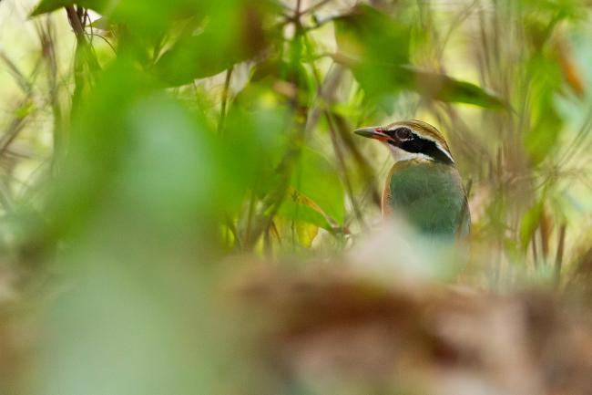 Indian Pitta (Pitta brachyura). Ernakulam, India. March 2025