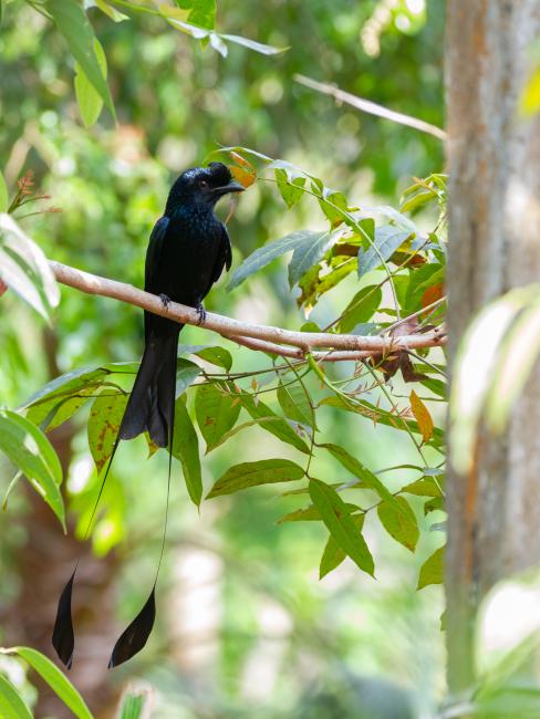 Greater Racket-tailed Drongo (Dicrurus paradiseus). Ernakulam, India. March 2025