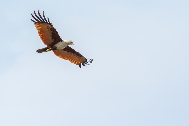 Brahminy Kite (Haliastur indus). Ernakulam, India. March 2025