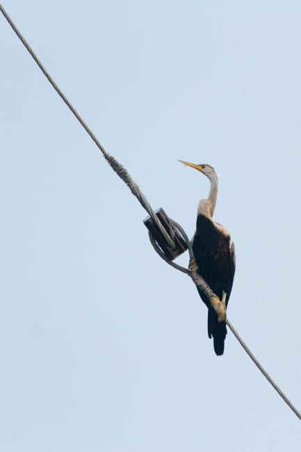 Oriental Darter (Anhinga melanogaster). Alappuzha, India. March 2025