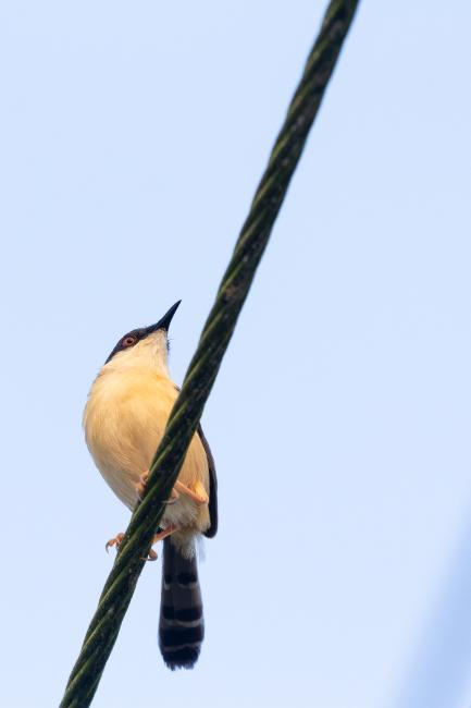 Ashy Prinia (Prinia socialis). Alappuzha, India. March 2025