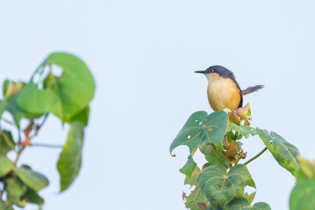 Ashy Prinia (Prinia socialis). Alappuzha, India. March 2025