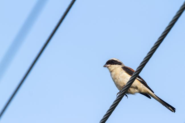 Bay-backed Shrike (Lanius vittatus). Alappuzha, India. March 2025