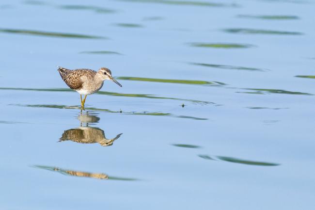 Wood Sandpiper (Tringa glareola). Alappuzha, India. March 2025