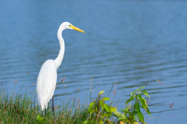 Little Cormorant (Microcarbo niger). Alappuzha, India. March 2025