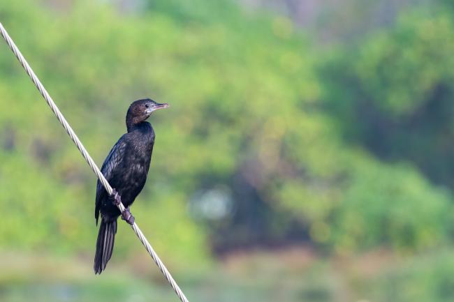 Little Cormorant (Microcarbo niger). Alappuzha, India. March 2025