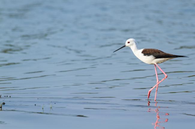 Black-winged Stilt (Himantopus himantopus). Alappuzha, India. March 2025
