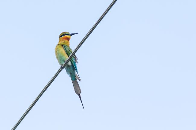 Blue-tailed Bee-eater (Merops philippinus). Alappuzha, India. March 2025