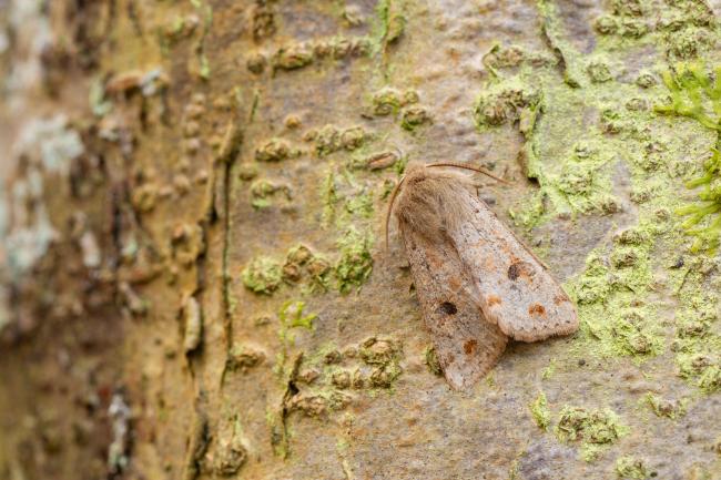 Twin-spot Quaker (Anorthoa munda). County Durham, United Kingdom. March 2025