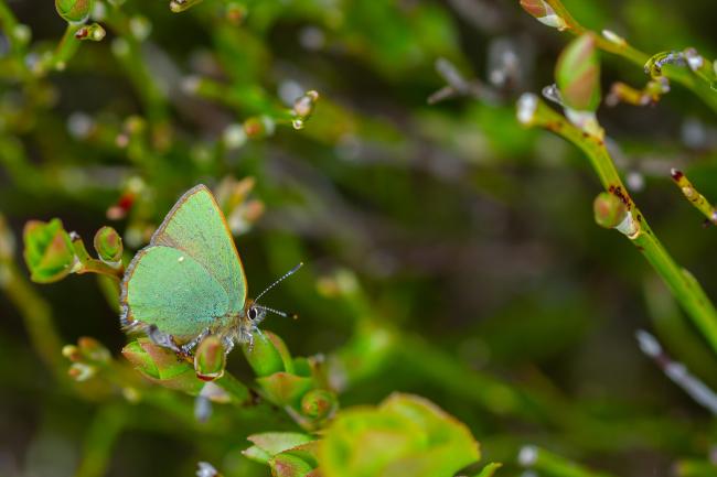Green Hairstreak (Callophrys rubi). County Durham, United Kingdom. April 2025