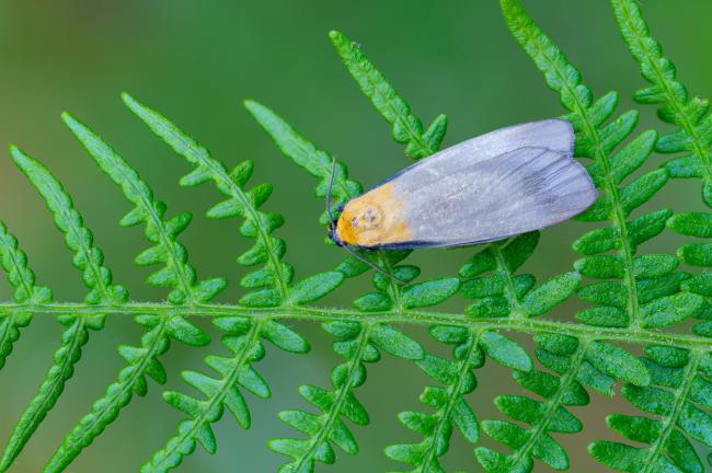 Four-spotted Footman (Lithosia quadra). County Durham, United Kingdom. June 2025